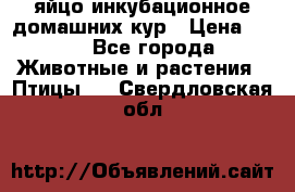 яйцо инкубационное домашних кур › Цена ­ 25 - Все города Животные и растения » Птицы   . Свердловская обл.